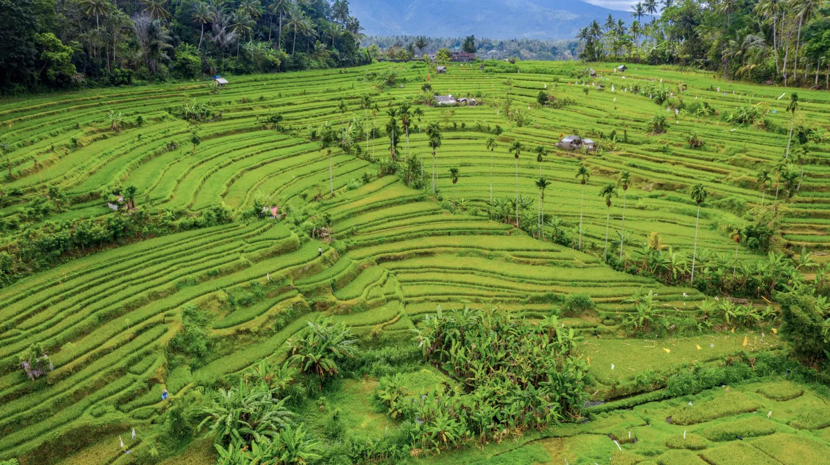 rice terrace fields in Ubud Indonesia
